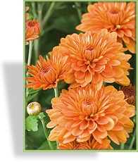Chrysantheme, Chrysanthemum x hortorum 'Für Elise'
