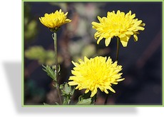 Chrysantheme, Chrysanthemum x hortorum 'Juliane'