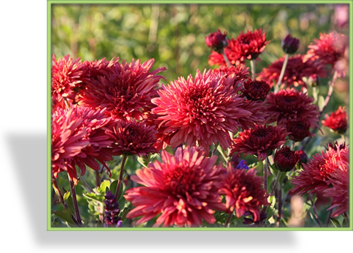 Chrysantheme, Chrysanthemum x hortorum 'Pizzicato'