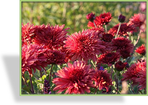 Chrysantheme, Chrysanthemum x hortorum 'Pizzicato'