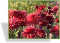 Chrysantheme, Chrysanthemum x hortorum 'Pizzicato'