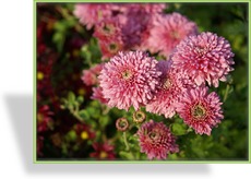 Chrysantheme, Chrysanthemum x hortorum 'Schloßtaverne'