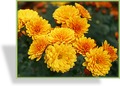 Chrysantheme, Chrysanthemum x hortorum 'Bienchen'