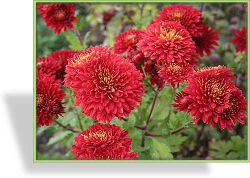 Chrysantheme, Chrysanthemum x hortorum 'Brennpunkt'