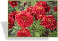 Chrysantheme, Chrysanthemum x hortorum 'Brennpunkt'