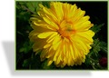 Chrysantheme, Chrysanthemum x hortorum 'Citrus'