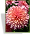 Chrysantheme, Chrysanthemum x hortorum 'Orchid Helen'