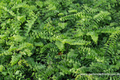 Farn, Pfauenradfarn, Adiantum pedatum 'Imbricatum'