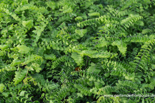 Farn, Pfauenradfarn, Adiantum pedatum 'Imbricatum'