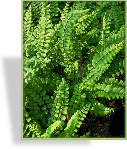 Farn, Streifenfarn, Asplenium trichomanes
