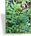 Farn, Ilexblättriger Mondsichelfarn, Polystichum falcatum var. fortunei