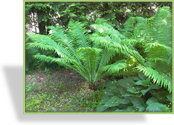 Farn, Becherfarn, Matteuccia struthiopteris