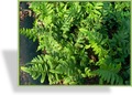 Farn, Tüpfelfarn, Polypodium vulgare