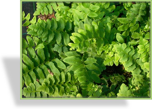 Farn, Schildfarn, Polystichum acrostichoides