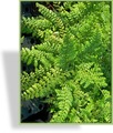 Farn, Punktfarn, Polystichum setiferum 'Proliferum'