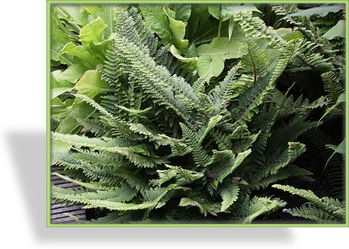 Farn, Punktfarn, Polystichum setiferum 'Herrenhausen'