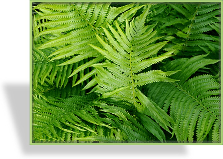Farn, Königsfarn, Osmunda regalis