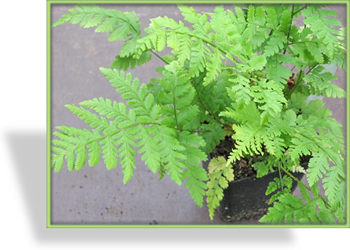 Farn, Wurmfarn, Breitblättriger Wurmfarn, Dryopteris dilatata