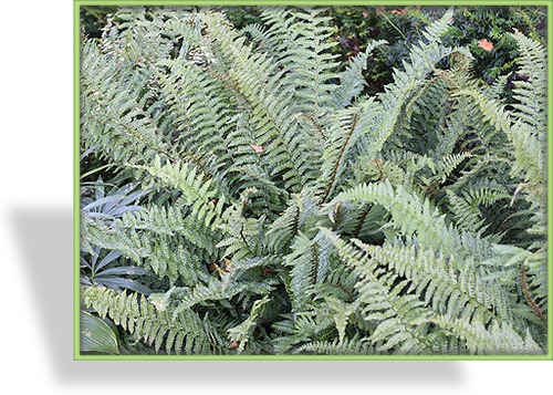 Farn, Wurmfarn, Spreuschuppiger Wurmfarn, Dryopteris affinis