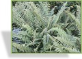 Farn, Wurmfarn, Spreuschuppiger Wurmfarn, Dryopteris affinis
