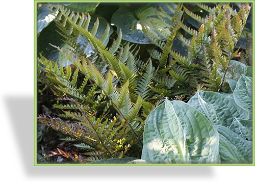 Farn, Wurmfarn, Rotschleier-Wurmfarn, Dryopteris erythrosora