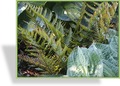 Farn, Wurmfarn, Rotschleier-Wurmfarn, Dryopteris erythrosora