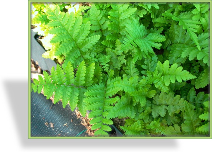 Farn, Wurmfarn, Gewöhnlicher Wurmfarn, Dryopteris filix-mas