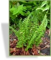 Farn, Frauenfarn, Athyrium filix-femina