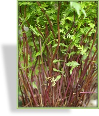 Farn, Frauenfarn, Athyrium filix-femina 'Lady in Red'