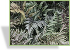 Farn, Frauenfarn, Athyrium niponicum 'Pictum'