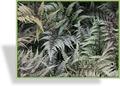 Farn, Frauenfarn, Athyrium niponicum 'Pictum'