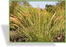 Ziergras, Silberährengras, Achnatherum calamagrostis 'Algäu'