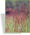 Ziergras, Bartgras, Andropogon gerardii
