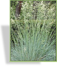 Ziergras, Blaustrahlhafer, Helictotrichon sempervirens 'Saphirsprudel'