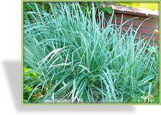 Gestreifter Bulben-Glatthafer, Arrhenatherum elat. Ssp. bulb. 'Variegatum'