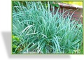 Gestreifter Bulben-Glatthafer, Arrhenatherum elat. Ssp. bulb. 'Variegatum'