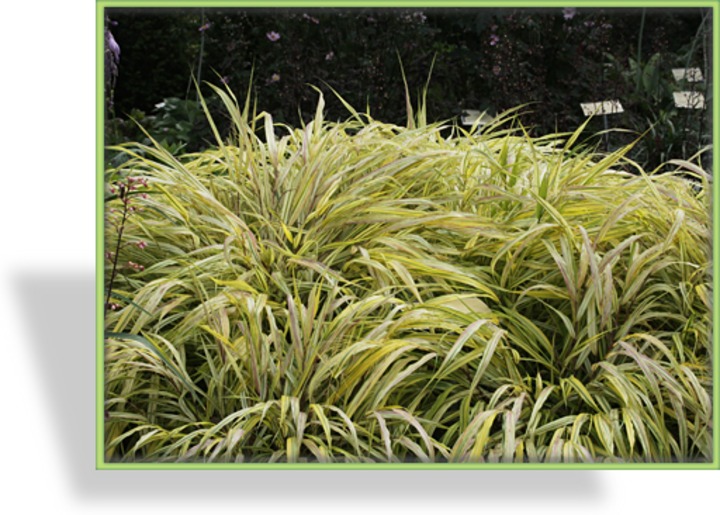 Ziergras, Goldbandgras, Hakonechloa macra 'Aureola'