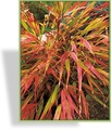 Ziergras, Goldbandgras, Hakonechloa macra 'Nicolas'