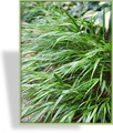 Ziergras, Goldbandgras, Hakonechloa macra