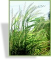 Ziergras, Flaschenbürstengras, Hystrix patula