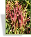 Ziergras, Rot-Gras, Imperata cylindrica 'Red Baron'