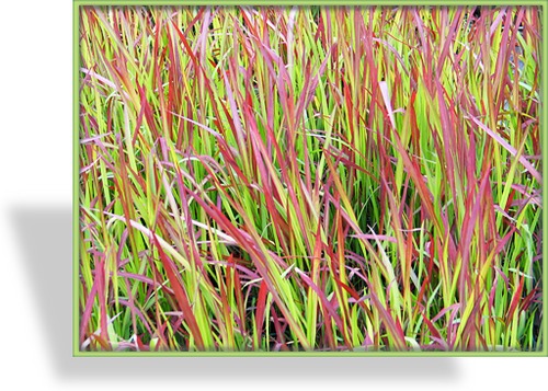 Ziergras, Japanisches Blutgras, Imperata cylindrica