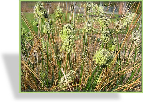 Ziergras, Blauschopfgras, Sesleria heufleriana