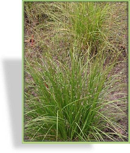 Ziergras, Tautropfengras, Sporobulus airoides