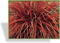 Ziergras, Mahagonigras, Uncinia rubra