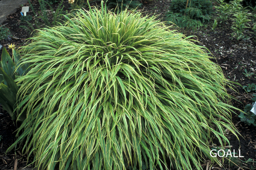 Weißgestreiftes Japangras, Hakonechloa macra 'Albostriata'