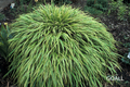 Weißgestreiftes Japangras, Hakonechloa macra 'Albostriata'