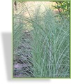 Ziergras, Chinaschilf, Miscanthus sinensis 'Morning Light'