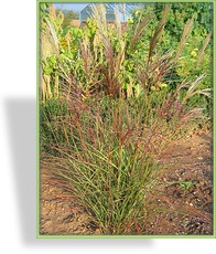 Ziergras, Chinaschilf, Miscanthus sinensis 'Sioux'