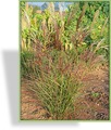 Ziergras, Chinaschilf, Miscanthus sinensis 'Sioux'